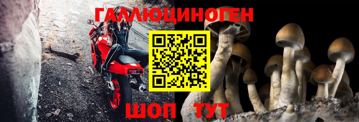 Химки  цены   Вход с VPN  Галлюциногенные грибы Psilocybe 